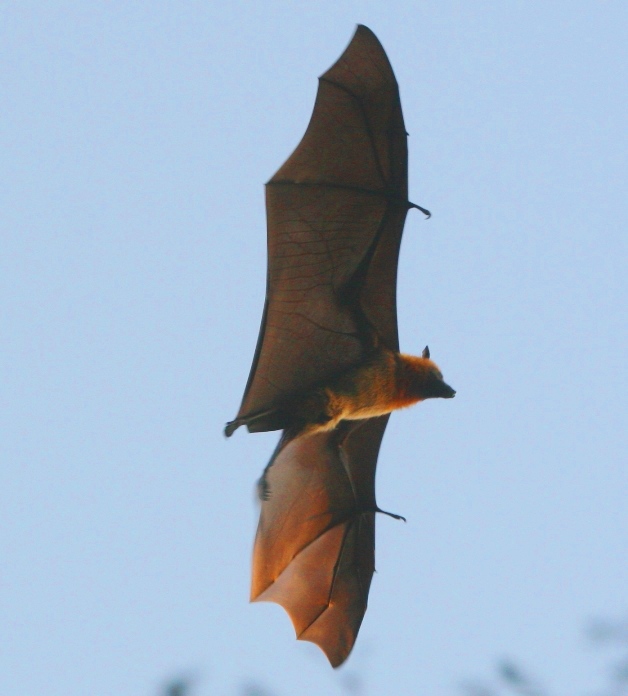 bat